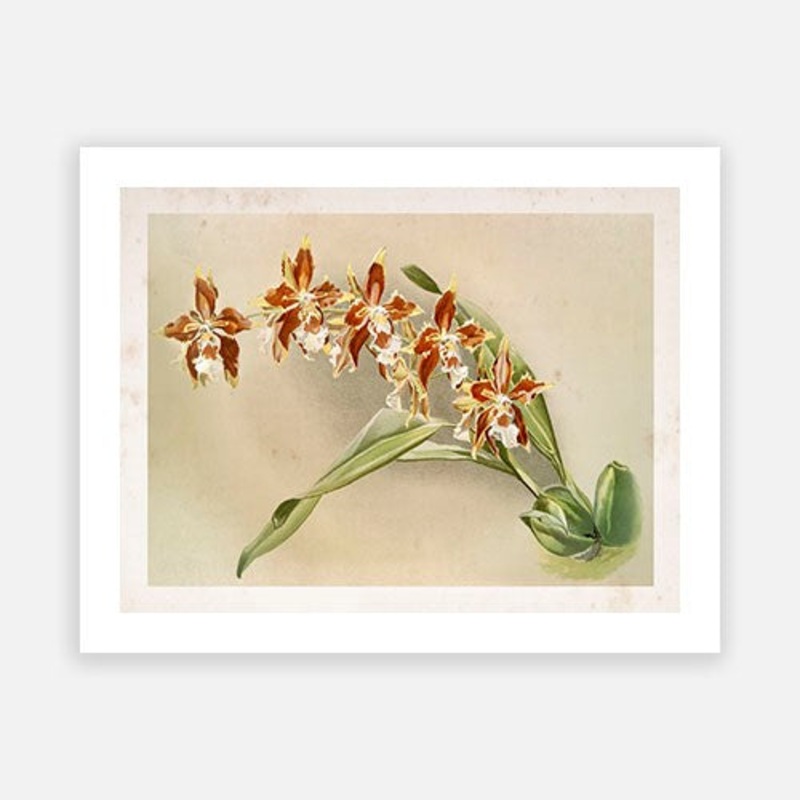 Vintage Botanical – Orchid 10|C – 400 x 500|D – 500 x 600|E – 600 x 760|F – 760 x 1000|G – 1000 x 1300|Matt Photographic Paper|Canvas|None|White|Black|Scandi