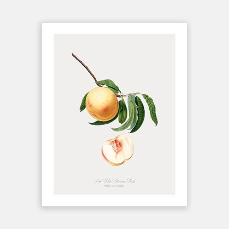Vintage Botanical – Peach|C – 400 x 500|D – 500 x 600|E – 600 x 760|F – 760 x 1000|G – 1000 x 1300|Matt Photographic Paper|Canvas|None|White|Black|Scandi
