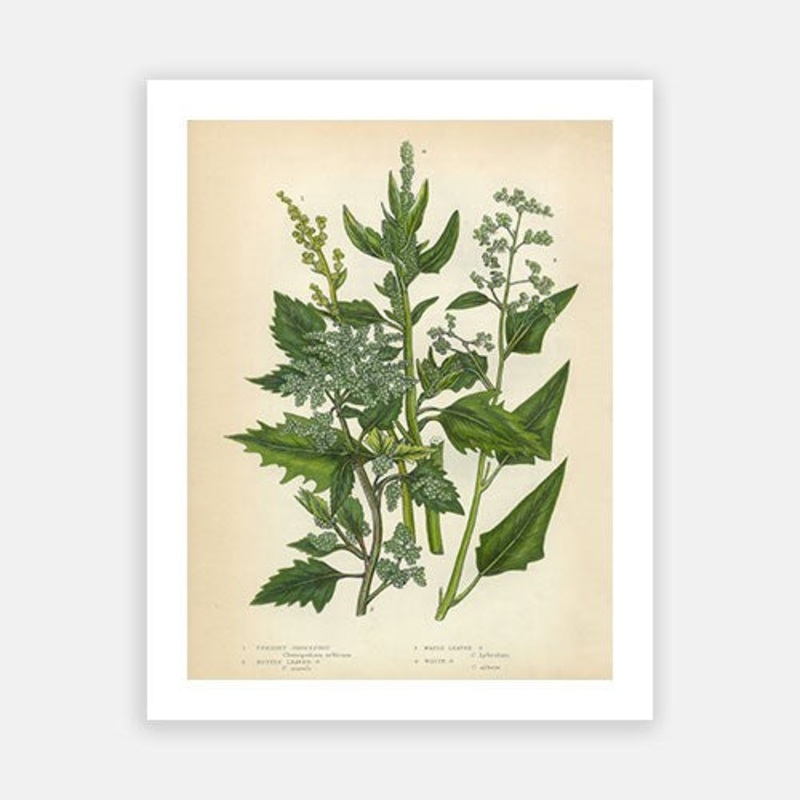 Vintage Botanical – Quinoa|C – 400 x 500|D – 500 x 600|E – 600 x 760|F – 760 x 1000|G – 1000 x 1300|Matt Photographic Paper|Canvas|None|White|Black|Scandi
