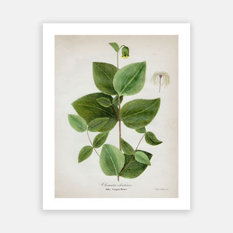 Vintage Botanical – Virgin’s Bower