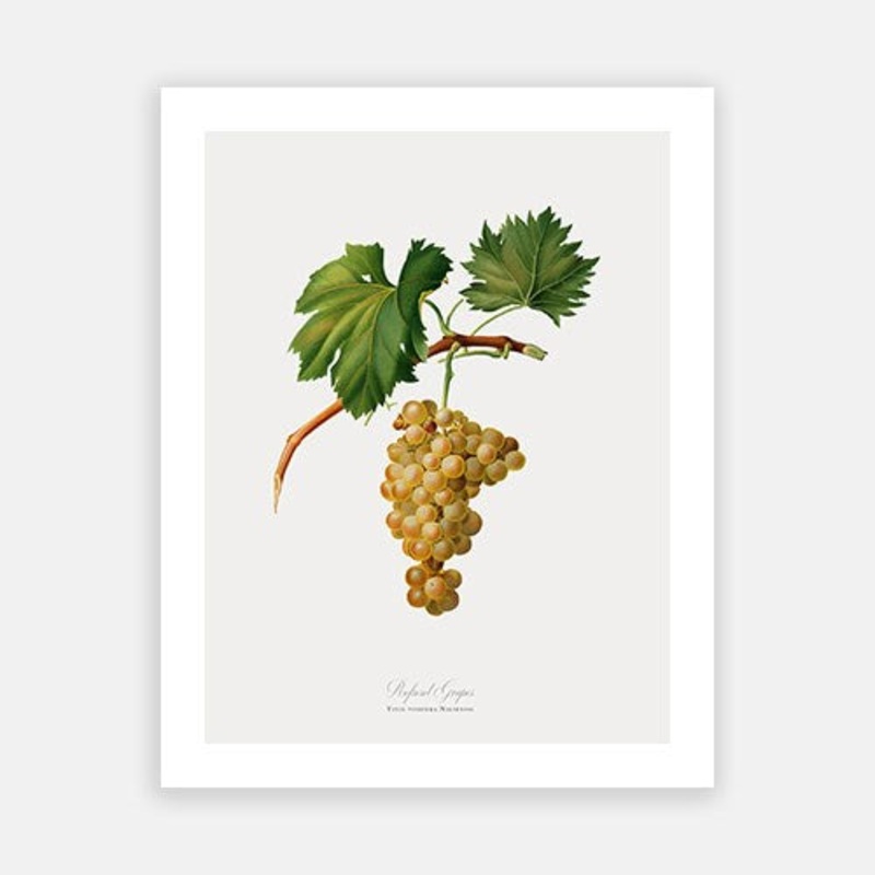 Vintage Botanical – White Grapes