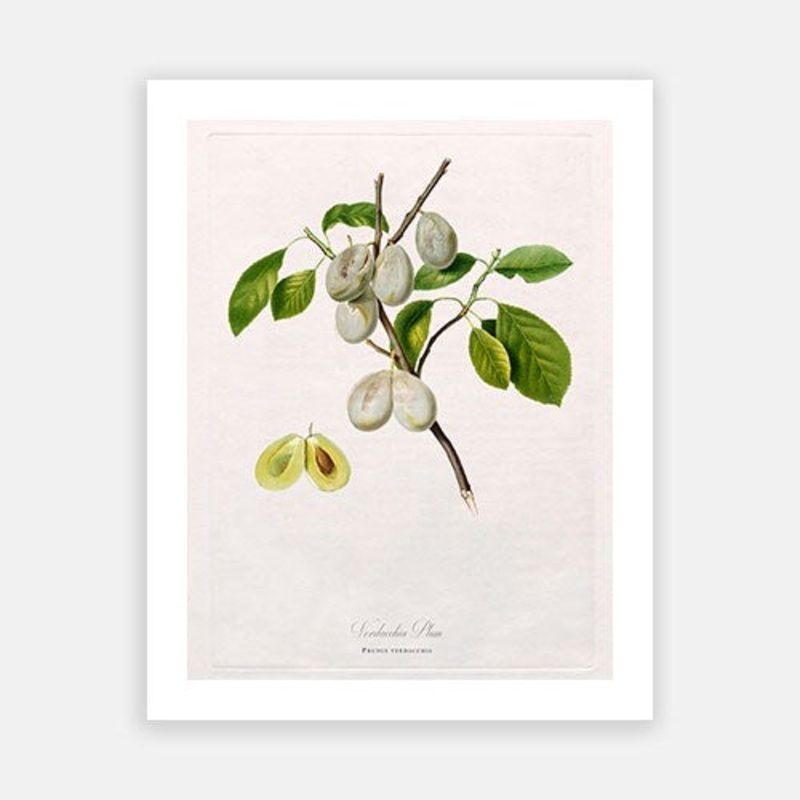 Vintage Botanical – White Plum
