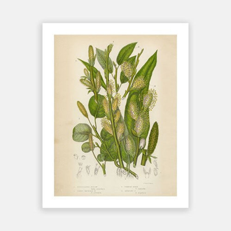 Vintage Botanical – Willow|C – 400 x 500|D – 500 x 600|E – 600 x 760|F – 760 x 1000|G – 1000 x 1300|Matt Photographic Paper|Canvas|None|White|Black|Scandi