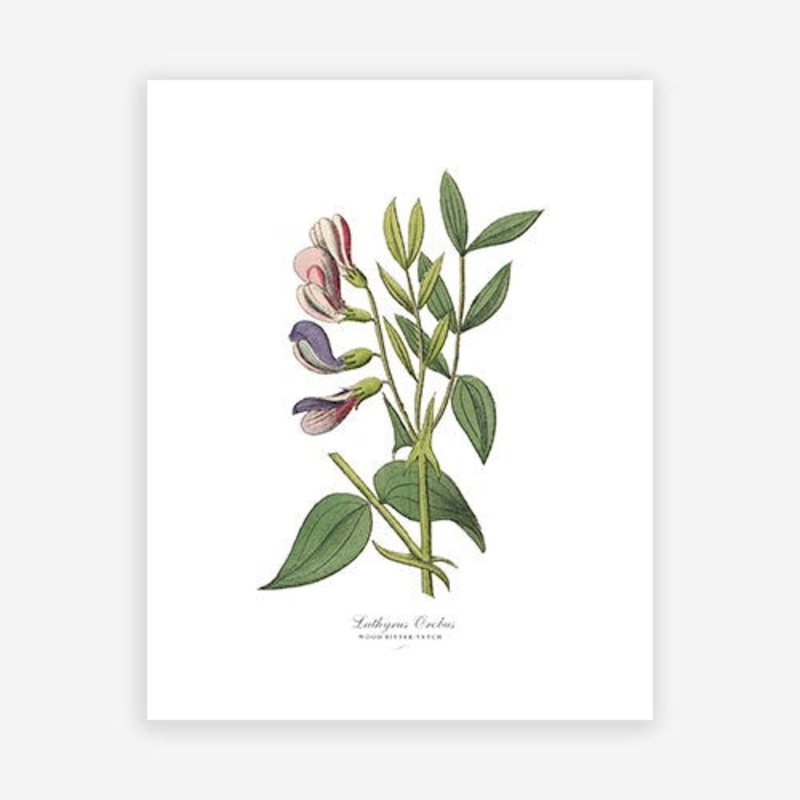 Vintage Botanical – Wood Vetch