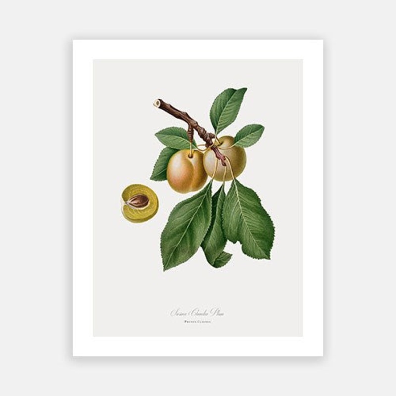 Vintage Botanical – Yellow Plum