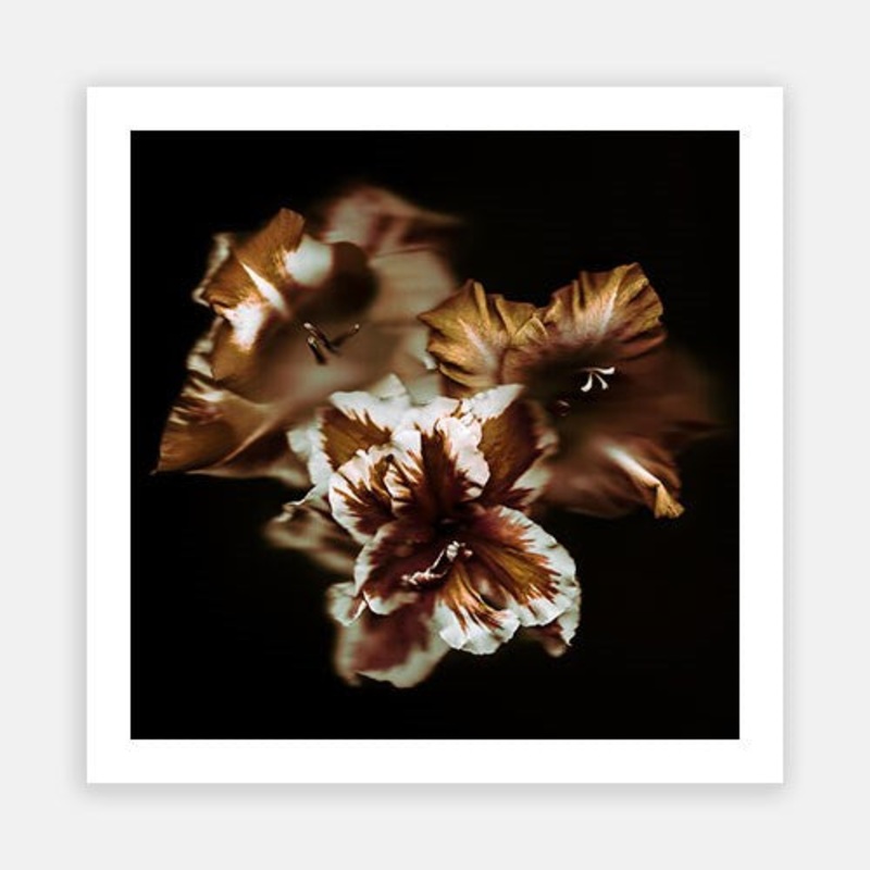 Bronze Petals 02|E – 600 x 600|F – 760 x 760|G – 1000 x 1000|H – 1300 x 1300|Rag Paper|Photographic Paper|Canvas|None|White|Black|Scandi