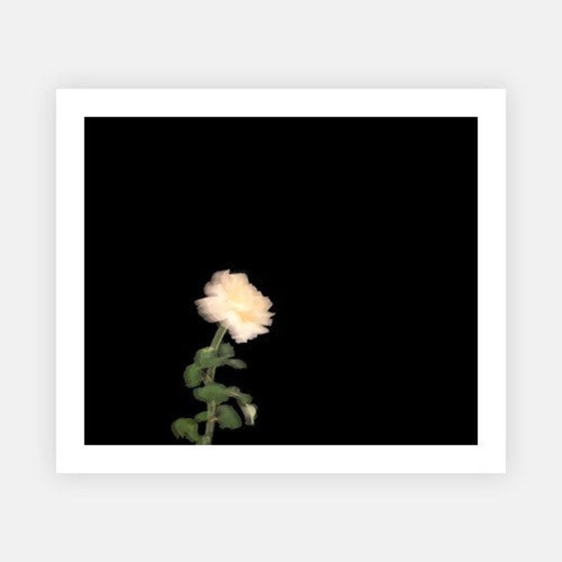 Bedtime Rose|XS – 480 x 400|S – 600 x 500|M – 900 x 750|L – 1020 x 850|XL – 1200 x 1000|Photographic Paper|Rag Paper|None|Black|White|Scandi