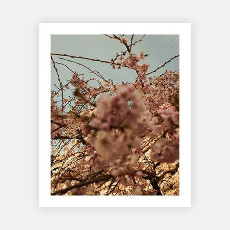 Blossoming|XS – 380 x 480|S – 480 x 600|M – 720 x 900|L – 810 x 1020|XL – 960 x 1200|Photographic Paper|Rag Paper|None|Black|White|Scandi