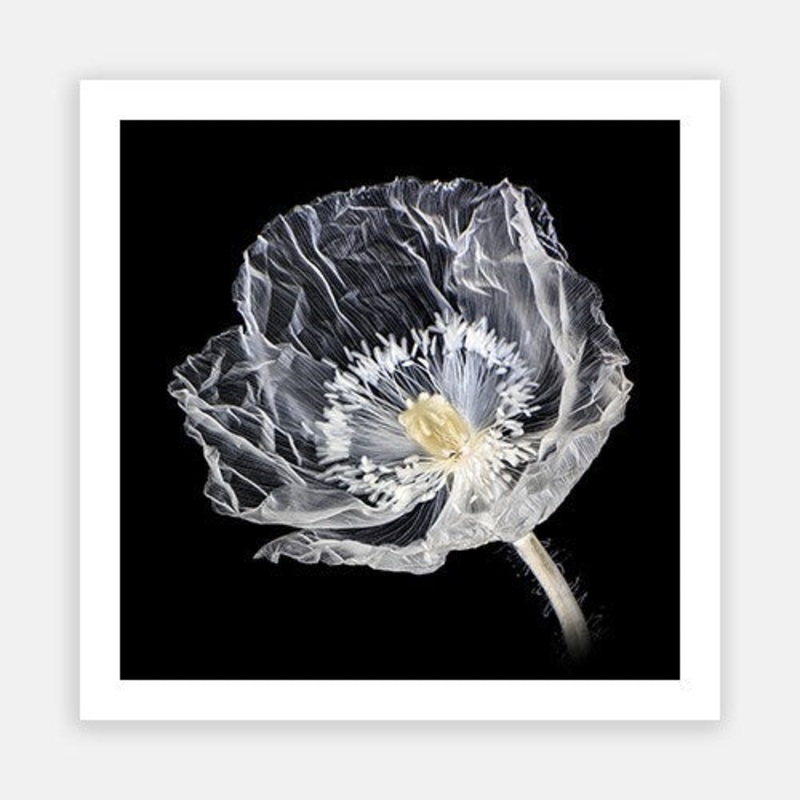 Crystal Poppy|E – 600 x 600|F – 760 x 760|G – 1000 x 1000|Photographic Paper|Rag Paper|Canvas|None|White|Black|Scandi