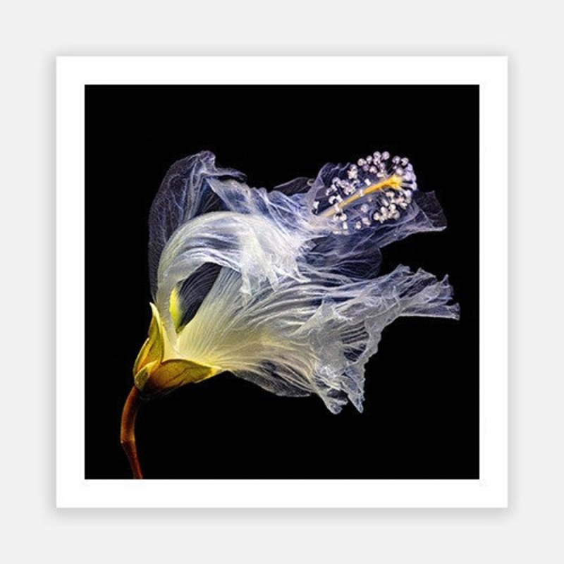 Dancing Hibiscus 01|E – 600 x 600|F – 760 x 760|G – 1000 x 1000|Photographic Paper|Rag Paper|Canvas|None|White|Black|Scandi