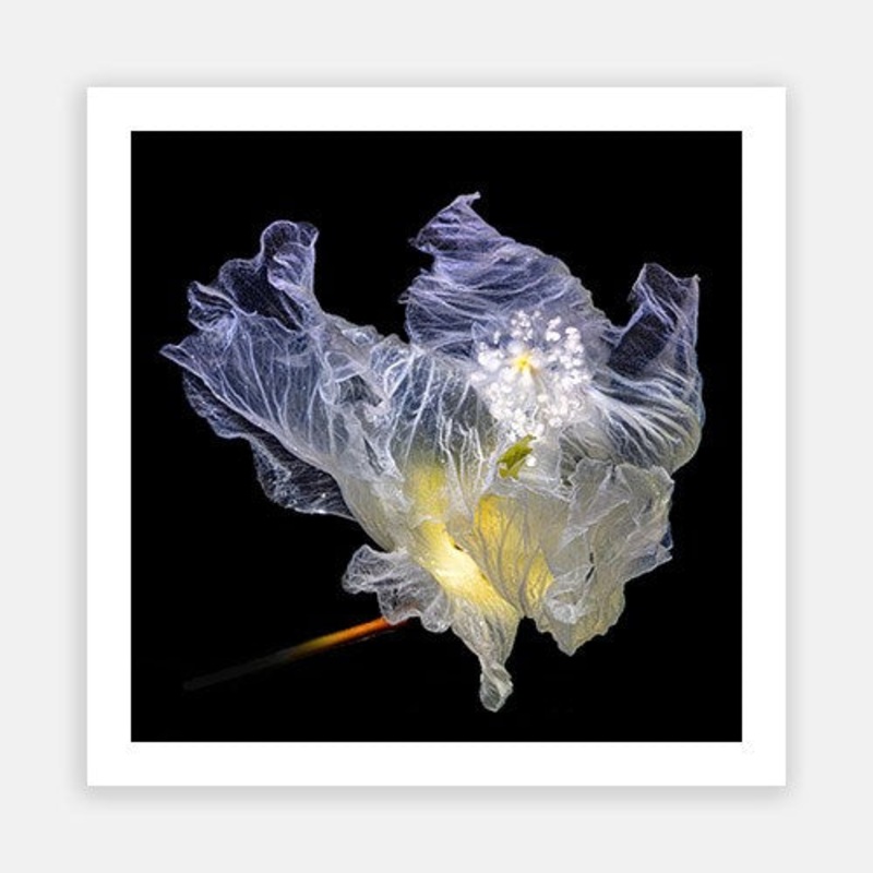 Dancing Hibiscus 02|E – 600 x 600|F – 760 x 760|G – 1000 x 1000|Photographic Paper|Rag Paper|Canvas|None|White|Black|Scandi