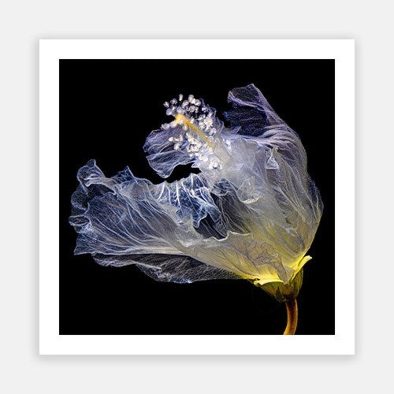 Dancing Hibiscus 03|E – 600 x 600|F – 760 x 760|G – 1000 x 1000|Photographic Paper|Rag Paper|Canvas|None|White|Black|Scandi