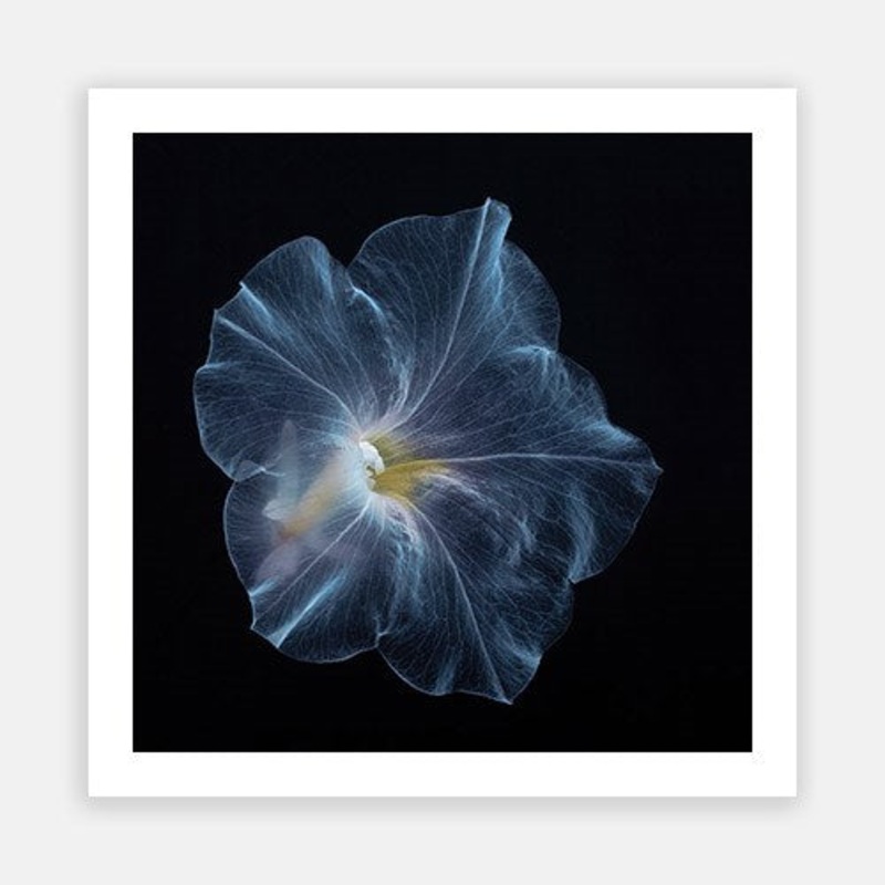 Delicate Petunia 01|E – 600 x 600|F – 760 x 760|G – 1000 x 1000|Photographic Paper|Rag Paper|Canvas|None|White|Black|Scandi