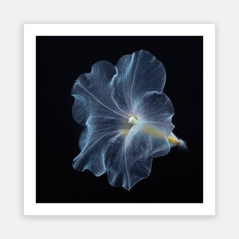 Delicate Petunia 02|E – 600 x 600|F – 760 x 760|G – 1000 x 1000|Photographic Paper|Rag Paper|Canvas|None|White|Black|Scandi