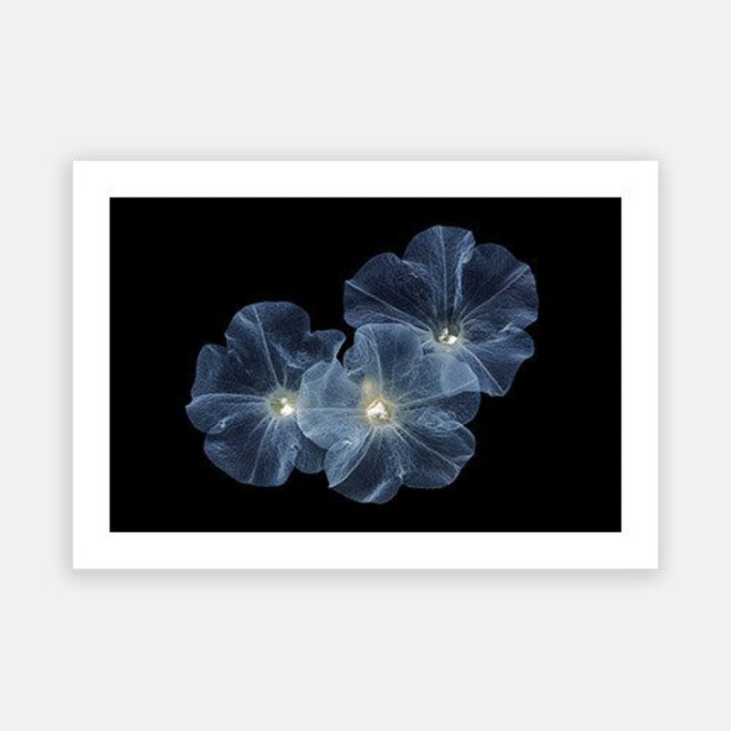 Delicate Petunia 03|E – 500 x 760|F – 660 x 1000|G – 850 x 1300|Photographic Paper|Rag Paper|Canvas|None|White|Black|Scandi