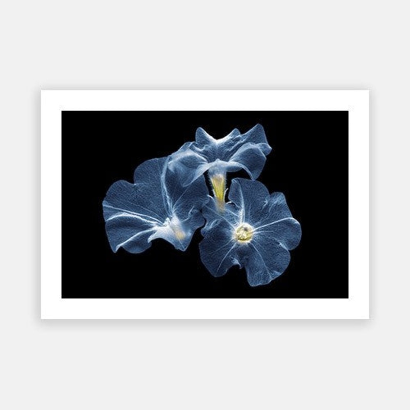 Delicate Petunia 04|E – 500 x 760|F – 660 x 1000|G – 850 x 1300|Photographic Paper|Rag Paper|Canvas|None|White|Black|Scandi