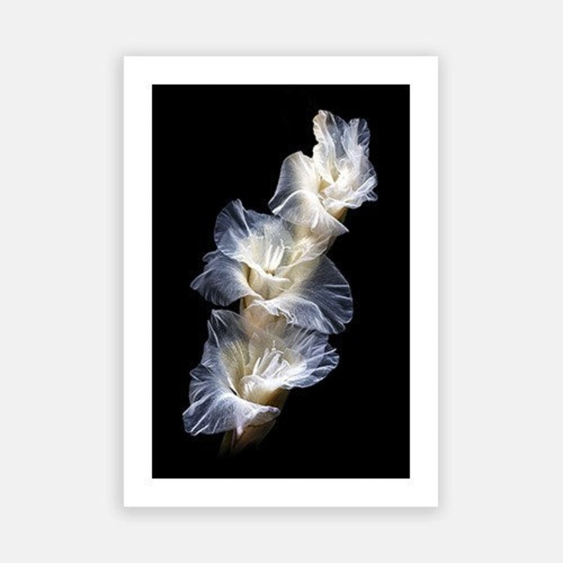 Exquisite Gladioli|E – 500 x 760|F – 660 x 1000|G – 850 x 1300|Photographic Paper|Rag Paper|Canvas|None|White|Black|Scandi