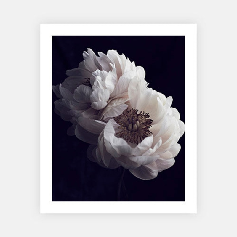 Faded Peonies|XS – 380 x 480|S – 480 x 600|M – 720 x 900|L – 810 x 1020|XL – 960 x 1200|Photographic Paper|Rag Paper|None|Black|White|Scandi