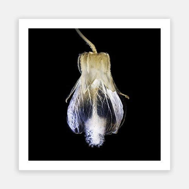 Glassy Chinese Lantern 01|E – 600 x 600|F – 760 x 760|G – 1000 x 1000|Photographic Paper|Rag Paper|Canvas|None|White|Black|Scandi