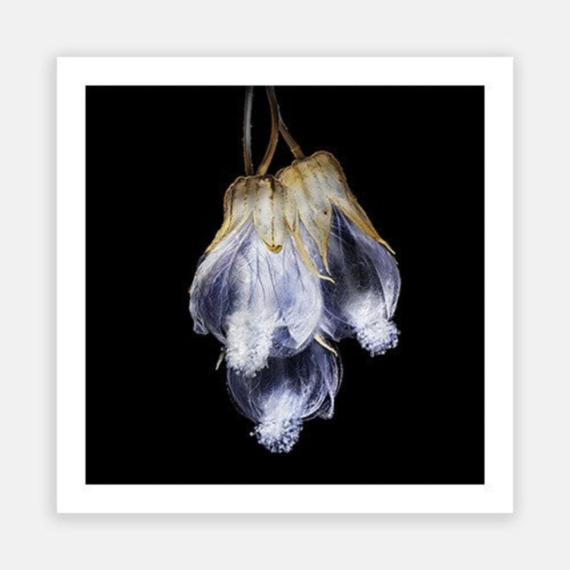 Glassy Chinese Lantern 02|E – 600 x 600|F – 760 x 760|G – 1000 x 1000|Photographic Paper|Rag Paper|Canvas|None|White|Black|Scandi