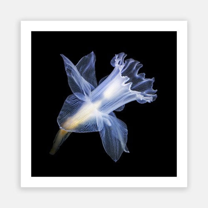 Translucent Daffodil 01|E – 600 x 600|F – 760 x 760|G – 1000 x 1000|Photographic Paper|Rag Paper|Canvas|None|White|Black|Scandi