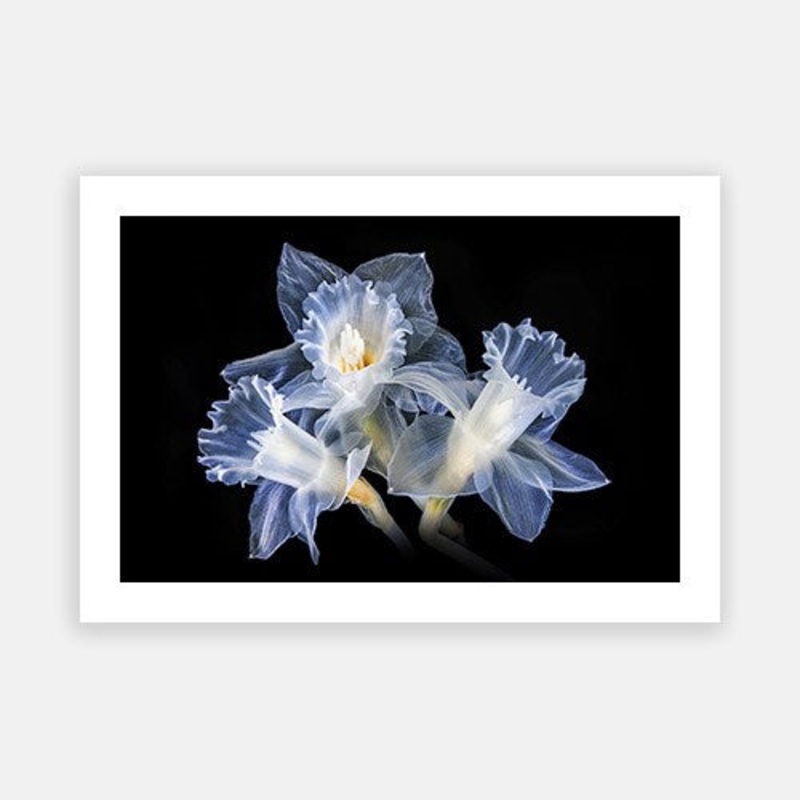 Translucent Daffodil 02|E – 500 x 760|F – 660 x 1000|G – 850 x 1300|Photographic Paper|Rag Paper|Canvas|None|White|Black|Scandi