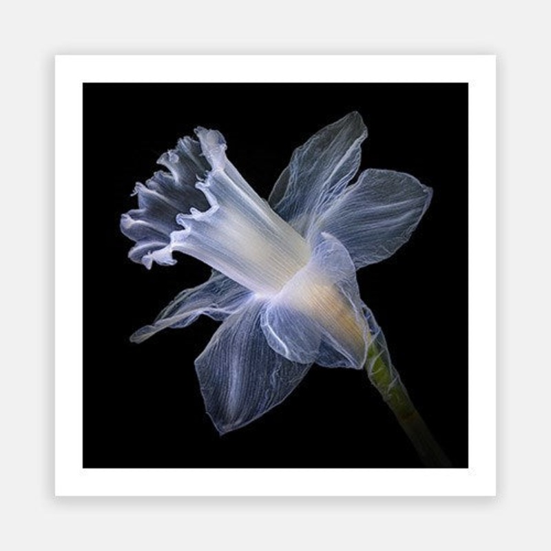Translucent Daffodil 03|E – 600 x 600|F – 760 x 760|G – 1000 x 1000|Photographic Paper|Rag Paper|Canvas|None|White|Black|Scandi
