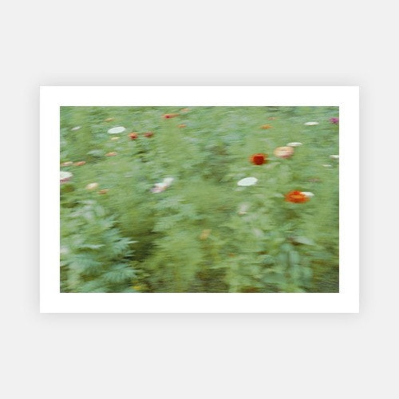 Wild flowers at a glance|XS – 480 x 320|S – 600 x 400|M – 900 x 600|L – 1020 x 680|XL – 1200 x 800|Photographic Paper|Rag Paper|None|White|Black|Scandi
