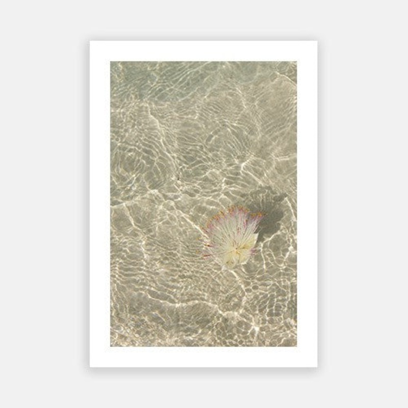 Flower Burst|E – 500 x 760|F – 660 x 1000|G – 850 x 1300|Photographic Paper|Rag Paper|Canvas|None|White|Black|Scandi