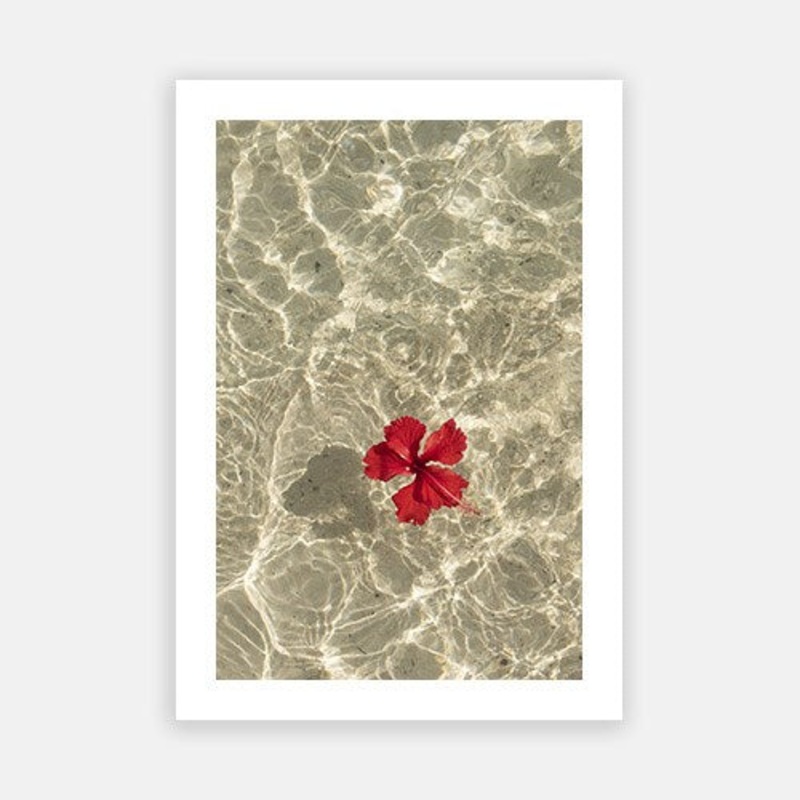 Hibiscus|E – 500 x 760|F – 660 x 1000|G – 850 x 1300|Photographic Paper|Rag Paper|Canvas|None|White|Black|Scandi