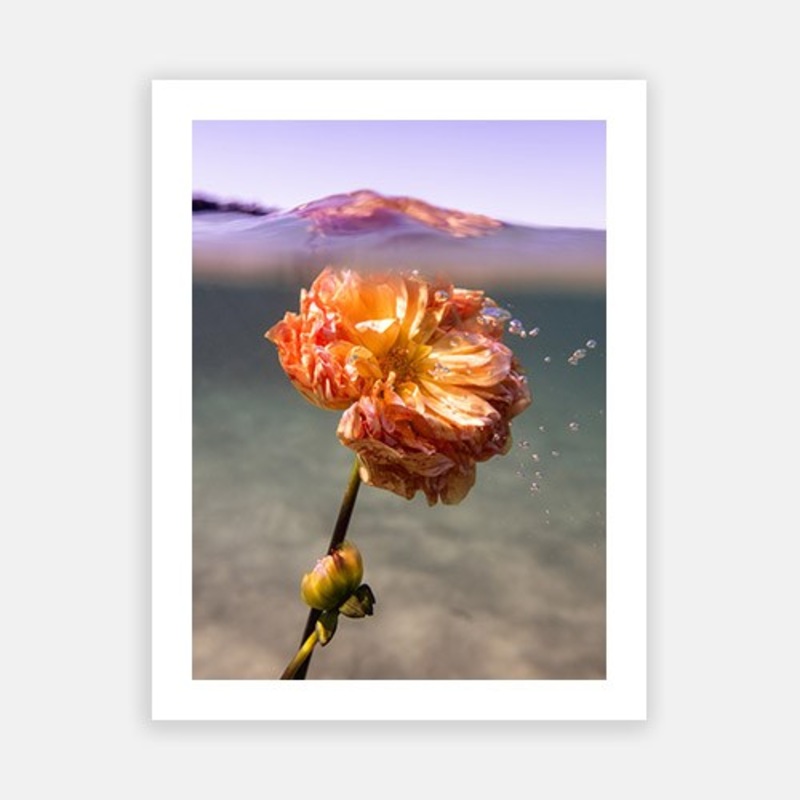 Signature Series – Underwater Florals 01