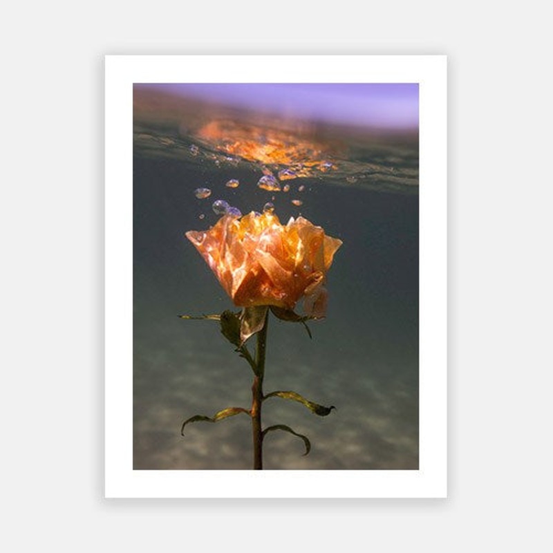 Signature Series – Underwater Florals 02