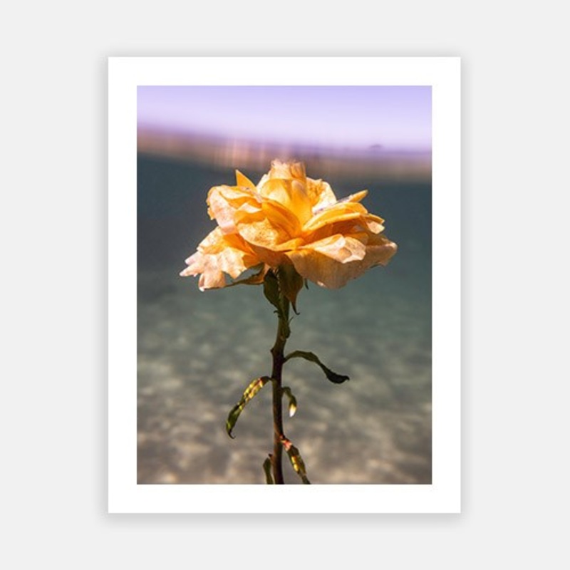 Signature Series – Underwater Florals 03