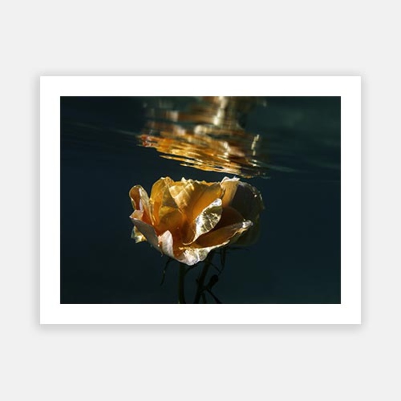 Signature Series – Underwater Florals 04