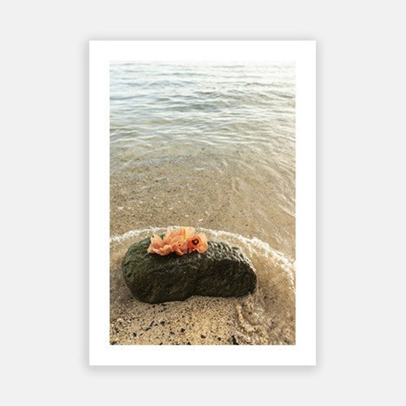 Wild Hibiscus|E – 500 x 760|F – 660 x 1000|G – 850 x 1300|Photographic Paper|Rag Paper|Canvas|None|White|Black|Scandi